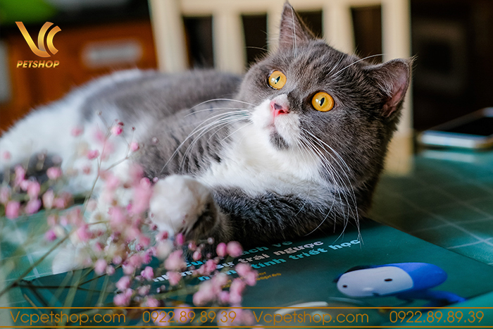 Hướng dẫn chăm sóc lông cho mèo Anh lông ngắn