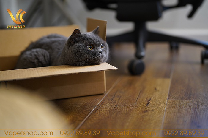 Chế độ dinh dưỡng cho mèo anh lông ngắn