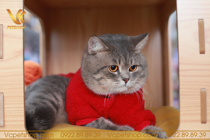 Tìm hiểu đặc điểm ngoại hình của giống mèo Anh lông ngắn