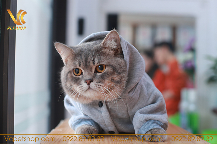 mèo anh lông ngắn