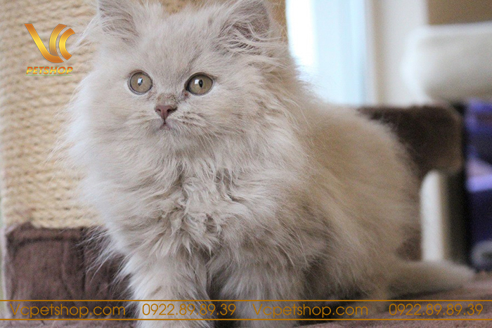 Lưu Ý Và Hướng Dẫn Cho Việc Chuyển Đổi Thức Ăn Cho Mèo Anh Lông Dài