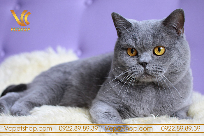 Lưu Ý Khi Chọn Lựa Thức Ăn Cho Mèo Anh Lông Ngắn