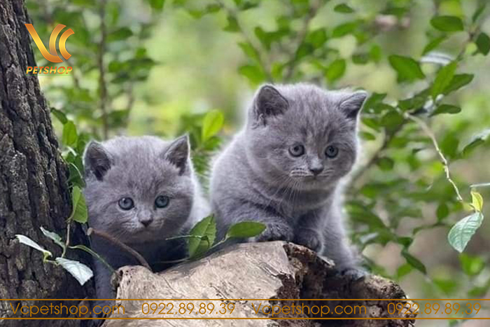 Thức Ăn Cho Mèo Anh Lông Ngắn – Lựa Chọn Hoàn Hảo Phát Triển Toàn Diện