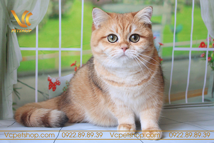 Thức ăn cho mèo golden Thức ăn cho mèo golden