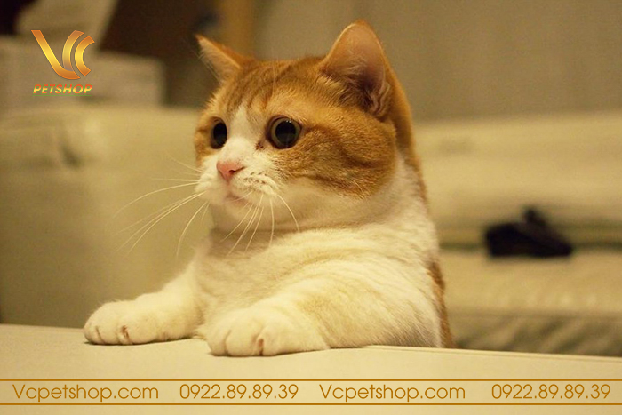 Lưu Ý Khi Chuyển Đổi Thức Ăn Cho Mèo Munchkin