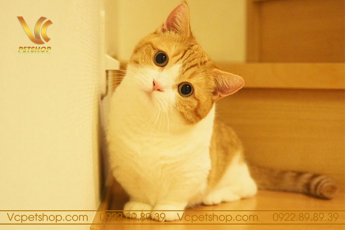 Đặc Điểm Dinh Dưỡng Của Mèo Munchkin