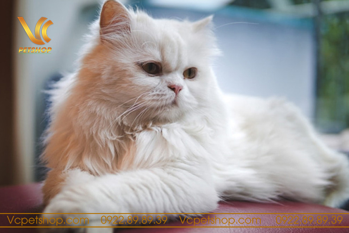 Thức ăn cho mèo Ba Tư